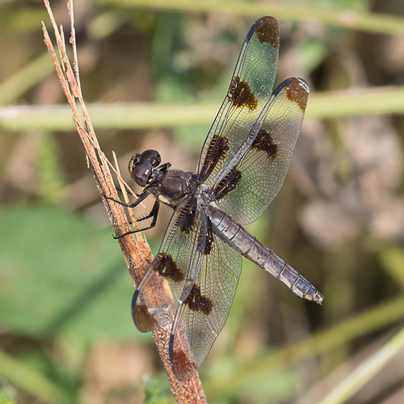 Twelve-Spotted Skimmer